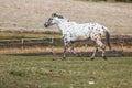 Portrait of a Danish Knabstrupper horse at a meadow