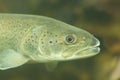 Portrait of Danube salmon, Hucho hucho. Hucho is a genus of large salmonids from cold rivers and other freshwater