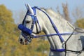 Portrait of a dapple grey horse trotter breed in autumn background