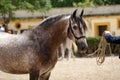 Portrait of a dapple grey spanish horse Royalty Free Stock Photo