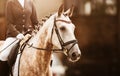 Portrait of a dappled gray horse with a braided mane and a rider in the saddle, which is walking on a sunny day. Equestrian sports Royalty Free Stock Photo