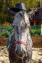 Dappled gray horse in hat Royalty Free Stock Photo