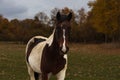 Portrait Of Dappled Horse Standing In Autumn Landscape. Animal Background