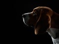 portrait on a dark background. Funny Beagle