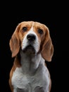 portrait on a dark background. Funny Beagle