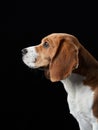 portrait on a dark background. Funny Beagle