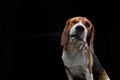 portrait on a dark background. Funny Beagle