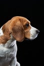 portrait on a dark background. Funny Beagle