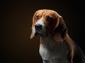 portrait on a dark background. Funny Beagle