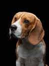 portrait on a dark background. Funny Beagle