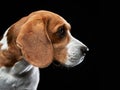 portrait on a dark background. Funny Beagle