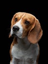 portrait on a dark background. Funny Beagle