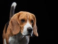 portrait on a dark background. Funny Beagle