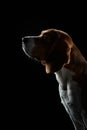 portrait on a dark background. Funny Beagle