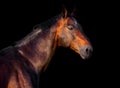 Portrait of a dark bay horse on a black background Royalty Free Stock Photo
