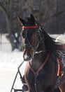 Portrait of a dark bay horse trotter breed on racetrack Royalty Free Stock Photo