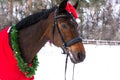 New Year`s postcard with a horse in Santa Claus`s costume Royalty Free Stock Photo