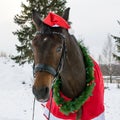 New Year`s postcard with a horse in Santa Claus`s costume Royalty Free Stock Photo