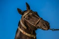 Portrait of dark brown akhal teke warm blood horse Royalty Free Stock Photo
