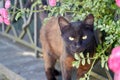 Portrait of dark brown apathetical cat in the garden outdoors. Royalty Free Stock Photo