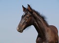 Portrait of dark-brown foal Royalty Free Stock Photo