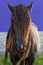 Portrait of a dark brown horse with untidy mane covering one of his eyes looking at camera.