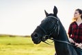 Portrait of a dark horse and a rider sitting on him