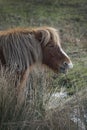 Portrait of a Dartmoor Pony Royalty Free Stock Photo