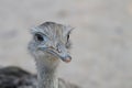 Portrait of a Darwin's Rheas Royalty Free Stock Photo