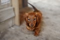 Portrait of Dashund dog Royalty Free Stock Photo