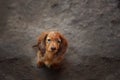 Portrait of Dashund dog Royalty Free Stock Photo