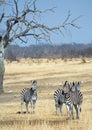 Portrait of a dazzle of zebras beneath an acacia tree Royalty Free Stock Photo