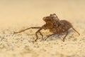 Portrait of a Dead Locust Lying Dead on An Old Rock Royalty Free Stock Photo