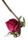 Portrait of a dead rose. Royalty Free Stock Photo