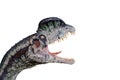 Dilophosaurus on white background ready to attack Royalty Free Stock Photo