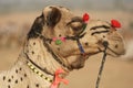 Portrait of a Decorated Camel