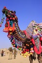 Portrait of decorated camel at Desert Festival, Jaisalmer, India Royalty Free Stock Photo