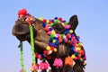 Portrait of decorated camel at Desert Festival, Jaisalmer, India Royalty Free Stock Photo