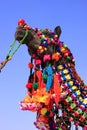 Portrait of decorated camel at Desert Festival, Jaisalmer, India Royalty Free Stock Photo