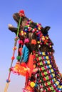 Portrait of decorated camel at Desert Festival, Jaisalmer, India Royalty Free Stock Photo