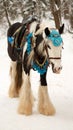 Portrait of the decorated harnessed white horse in bridle. Winter Royalty Free Stock Photo