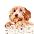 Portrait of a decorative dog in a white basket.