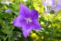 The portrait of deep purple of Balloon flower