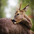 Portrait of deer Royalty Free Stock Photo