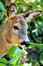 Portrait deer