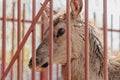 Portrait of a deer behind a fence in a zoo. Close-up Royalty Free Stock Photo