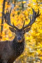 Portrait deer with big horns stag in autumn forest. Wildlife scene from nature