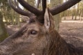 Portrait of a Deer Royalty Free Stock Photo