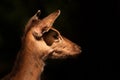 Portrait of a deer on dark background Royalty Free Stock Photo