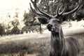 Black and white Deer European Cervidae